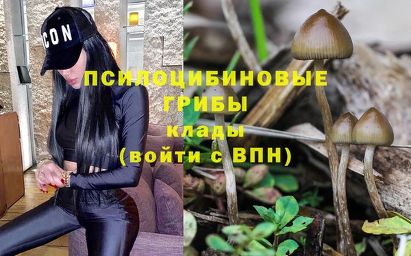 гашик Аркадак